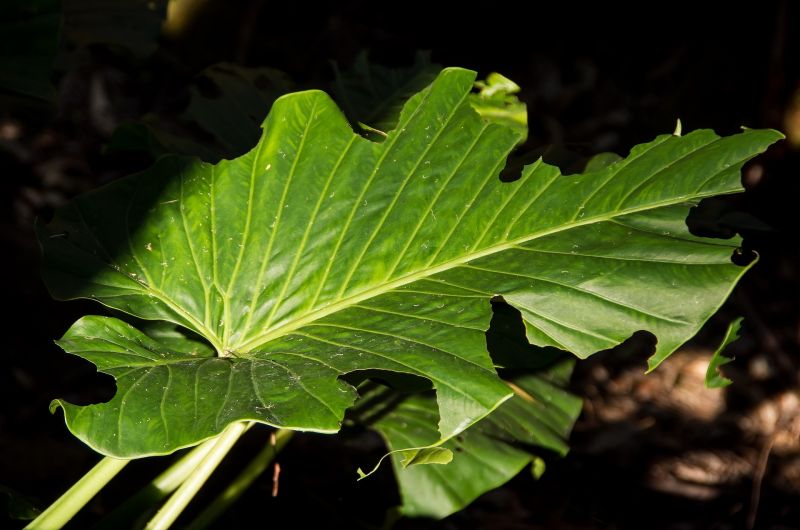 Alocasia u oreja de elefante, características, hábitat, cultivo, cuidados