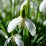 Campanilla