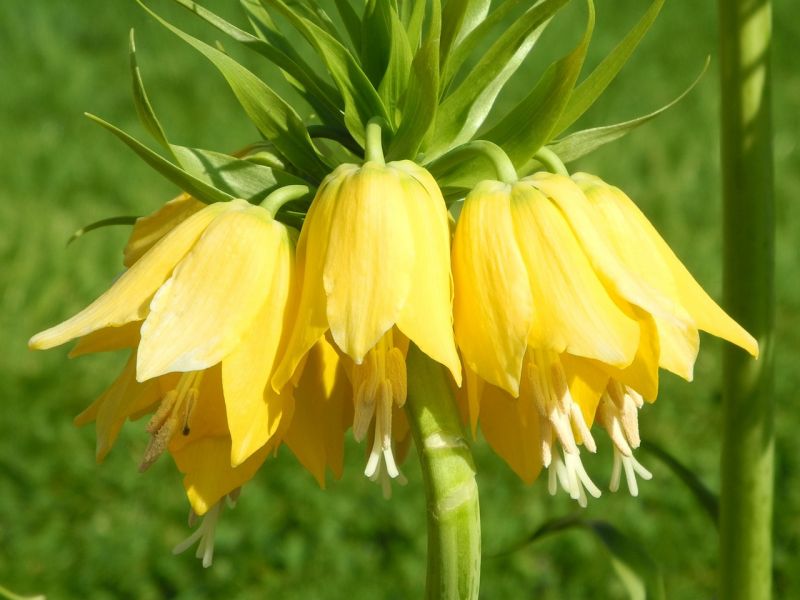 Campanilla | Características, propiedades medicinales, cultivo