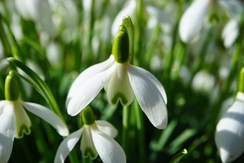 Campanilla