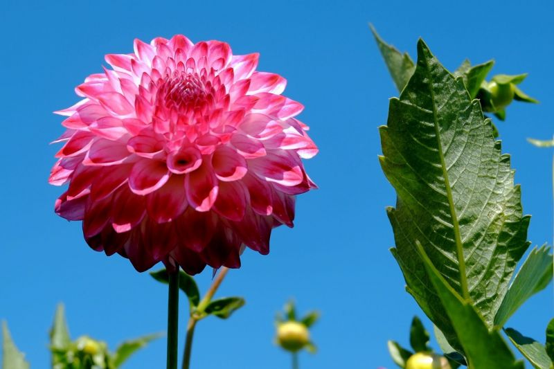 Dalia | Características, cuidados, cultivo | Flor, planta