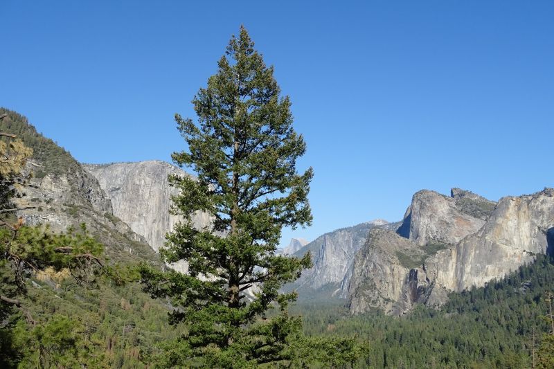 El cedro