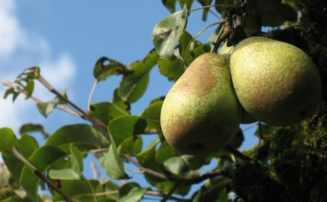 El peral Características, cultivo, fruto Árbol