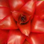 Guzmania