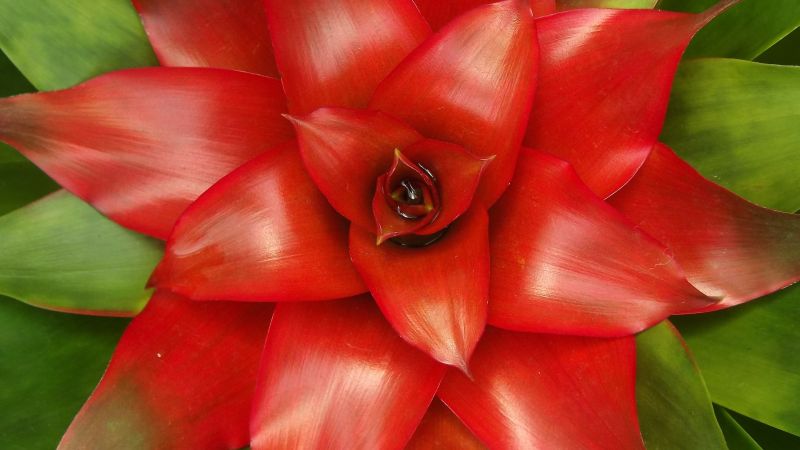 Guzmania