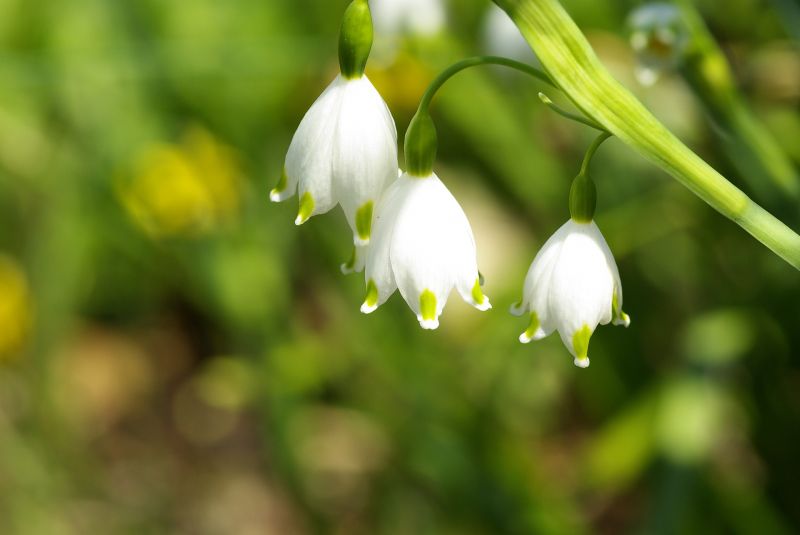 Campanilla | Características, propiedades medicinales, cultivo