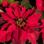 Poinsettia