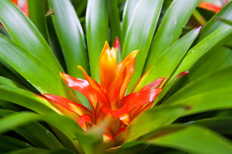 la guzmania