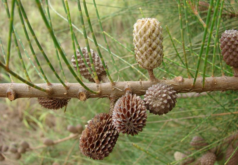 Casuarina