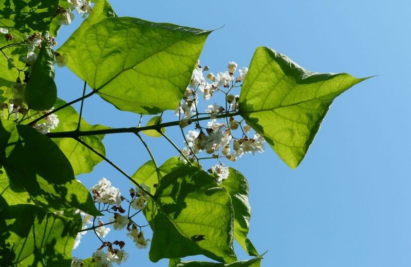 Catalpa