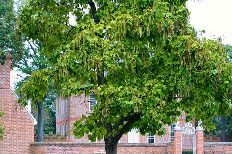 Catalpa,características, especies, Bignonioides, Speciosa, Ovata, Bungei