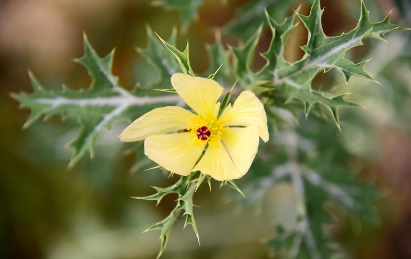 Cardo santo | Características, cultivo, usos, propiedades | Planta medicinal