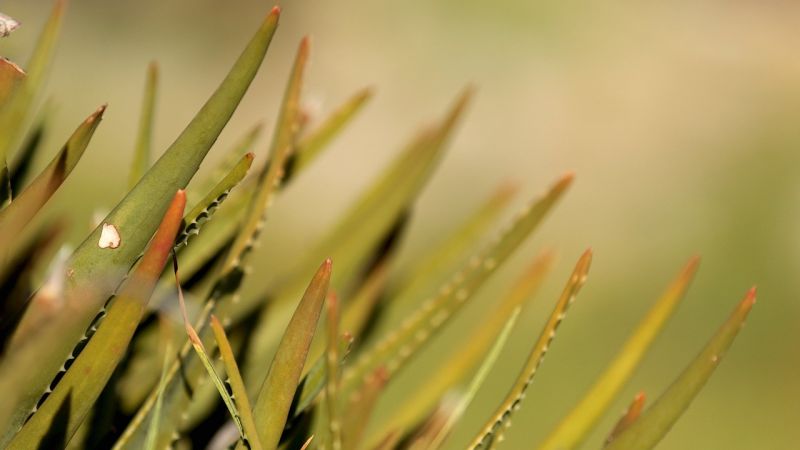 El aloe vera, características, propiedades curativas, usos, beneficios