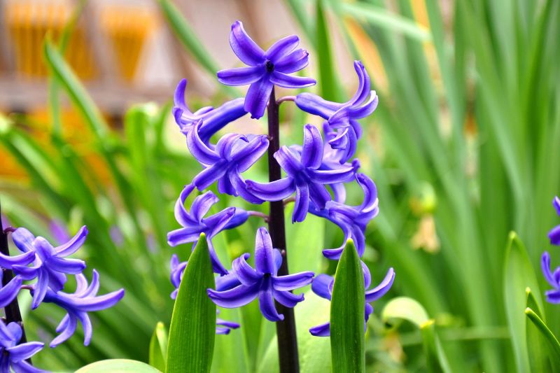 Jacinto | Características, cultivo, cuidados | Planta, flor