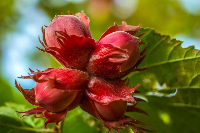 El nogal, características, cultivo, usos, fruto, árbol, planta