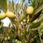 El olivo, características, fruto, cultivo, cuidado Árbol, planta