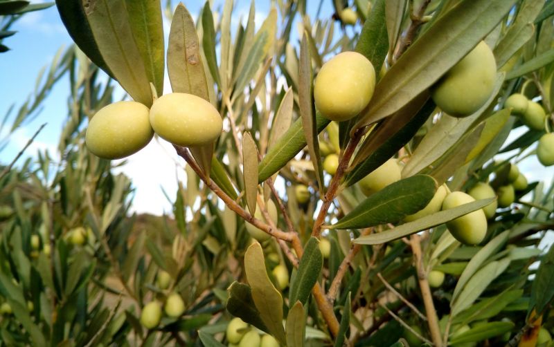El olivo, características, fruto, cultivo, cuidado Árbol, planta
