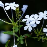 El plumbago