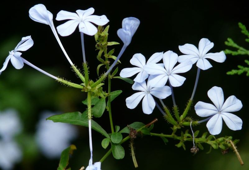 El plumbago