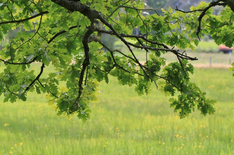 El roble, características, cultivo, usos y aplicaciones, madera Árbol