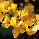 Ginkgo biloba