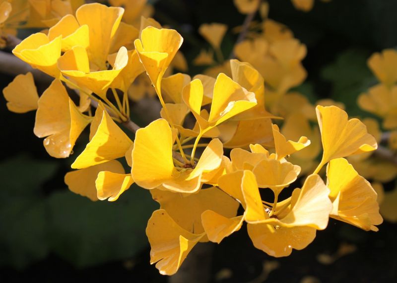 Ginkgo biloba