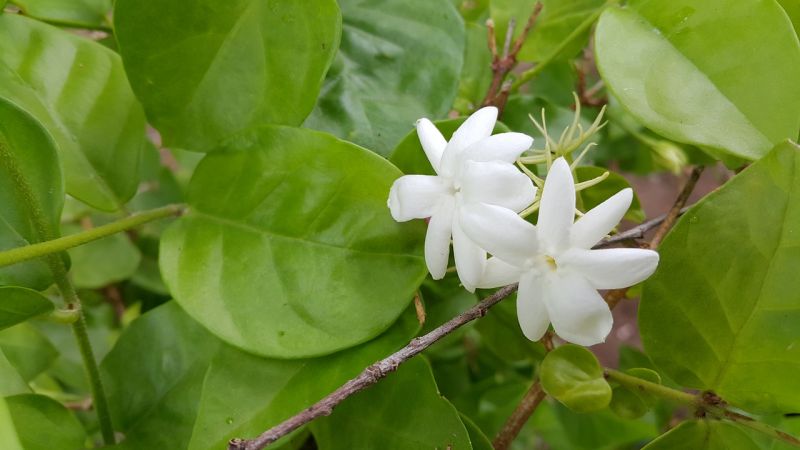 Jazmín, características, cuidados aroma, beneficios Planta, flor
