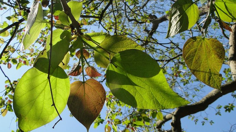 La catalpa
