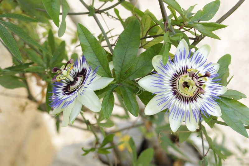 La pasionaria, características, usos, propiedades, cultivo Flor, planta