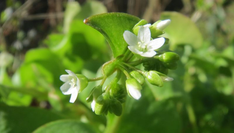 Verdolaga, características, propiedades, cultivo, cuidados Planta