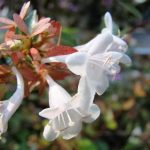 Abelia Grandiflora, características, cultivo, cuidados Planta, arbusto