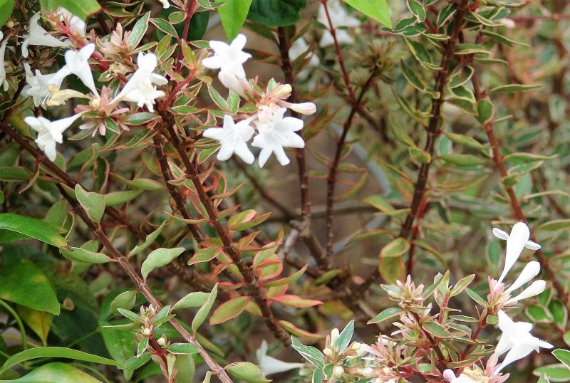 Abelia x grandiflora