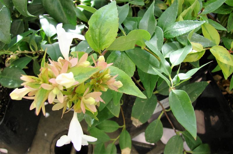 Abelia