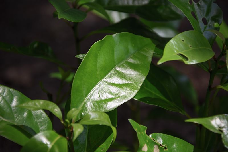 Alcanfor, qué es, características, propiedades, medicinal Árbol de la vida