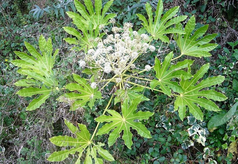 Aralia