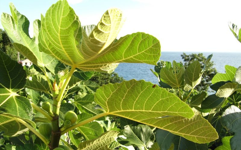 Ficus carica (higuera)