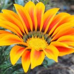 Gazania