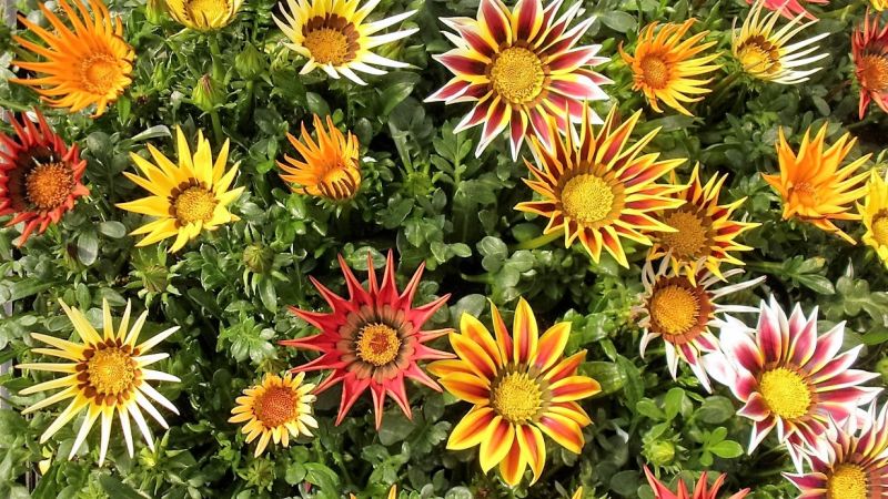 Gazania, qué es, características, reproducción, cultivo, planta