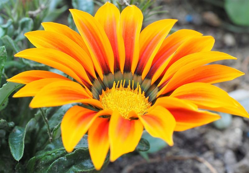 Gazania