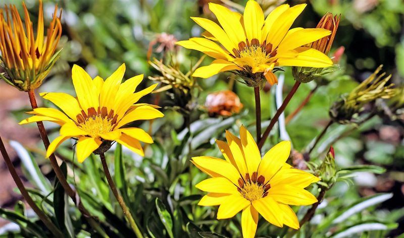 La gazania