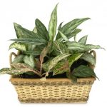 Aglaonema