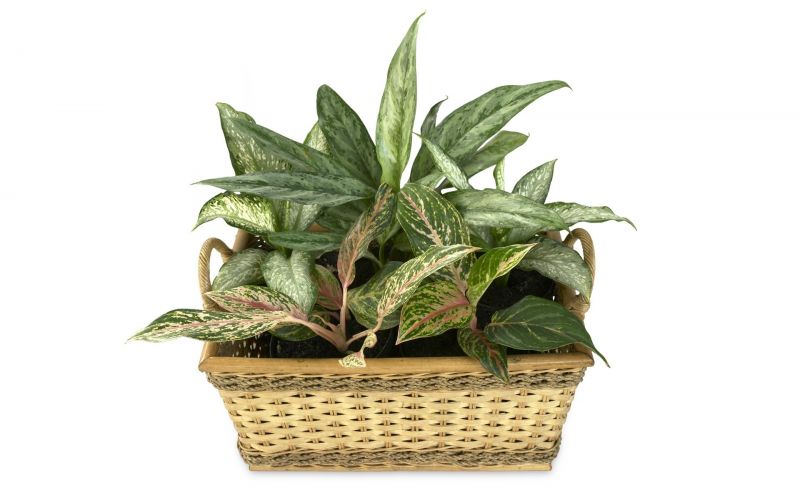 Aglaonema