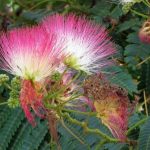 Albizia