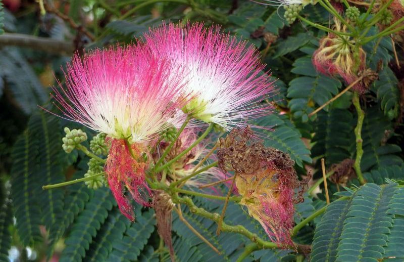 Albizia