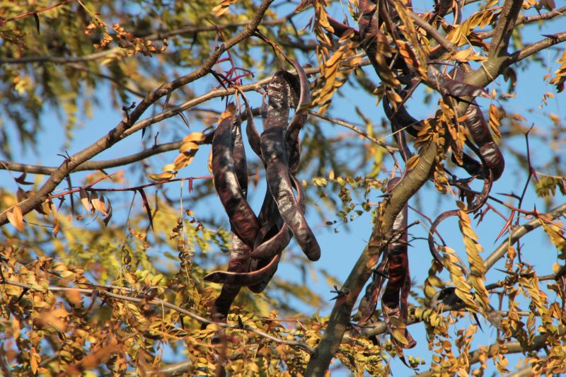 Algarrobo, características, beneficios, propiedades, usos Árbol, planta