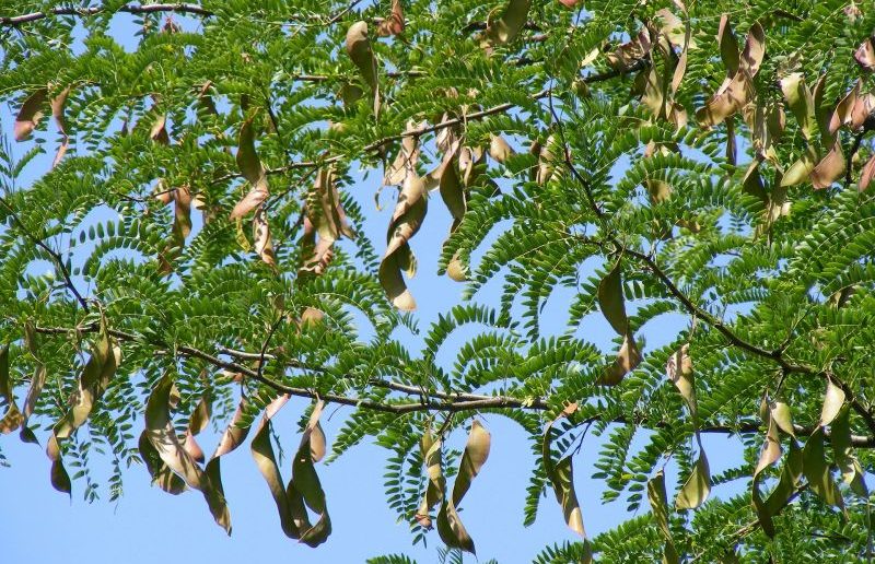 Algarrobo | Características, beneficios, propiedades, usos | Árbol, planta