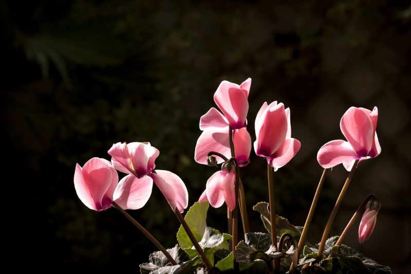 Ciclamen | Características, cultivo, cuidados, origen | Planta, flor