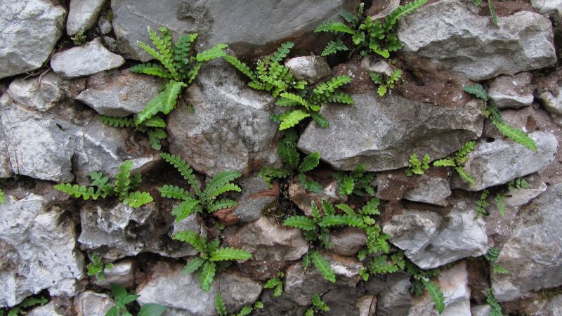 Doradilla, características, propiedades, planta medicinal, hierba