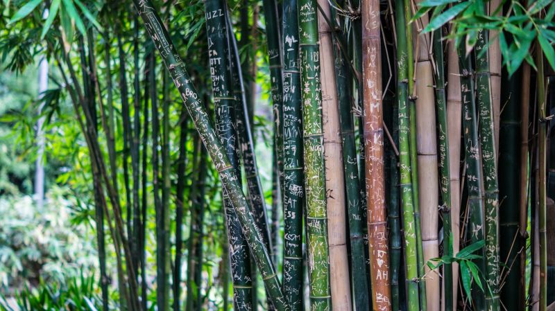El bambú