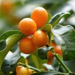 El kumquat